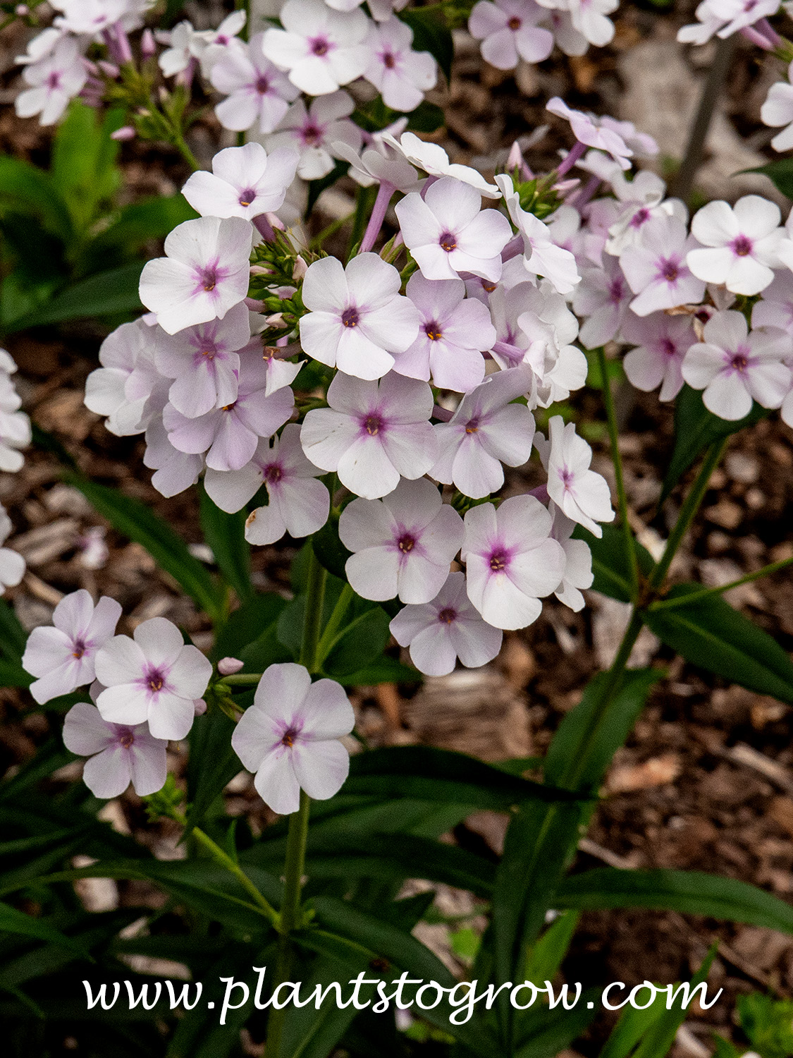Aurora Phlox (Phlox)